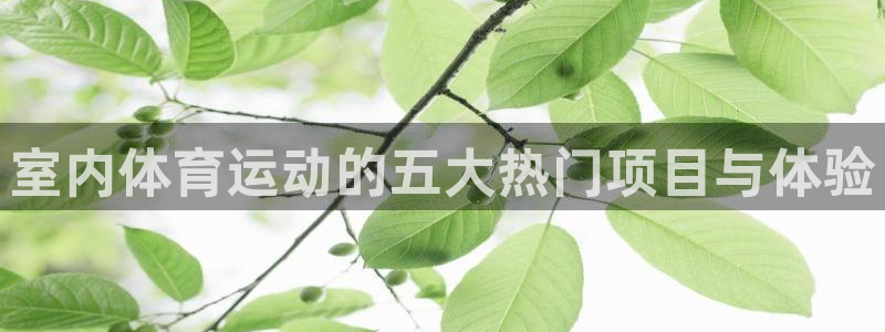哈希娱乐零能源集团：室内体育运动的五大热门项目与体验