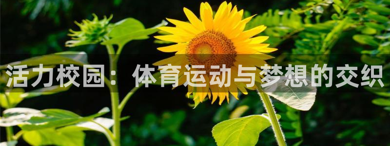 哈希娱乐登录入口：活力校园：体育运动与梦想的交织